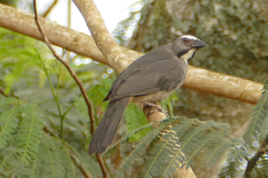 Image of Amazonian Grey Saltator