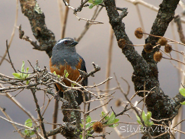 Image of Rufous-bellied Mountain-tanager