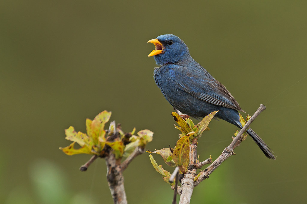 Image of Blue Finch