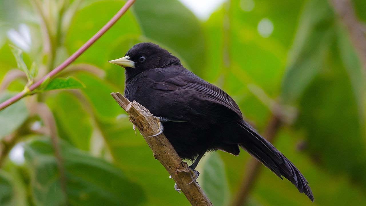 Image of Yellow-billed Cacique