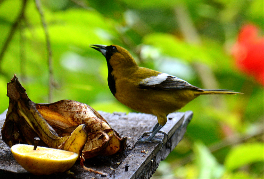 Image of Jamaican Oriole
