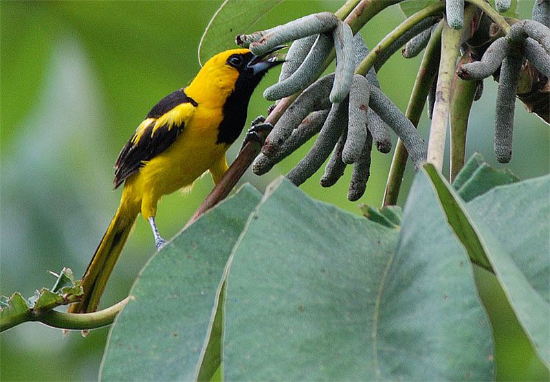 Image of Yellow-tailed Oriole