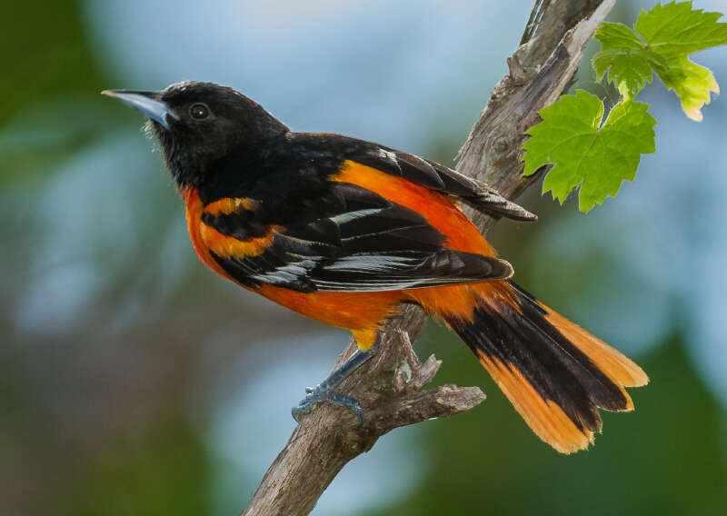 Image of Northern Oriole