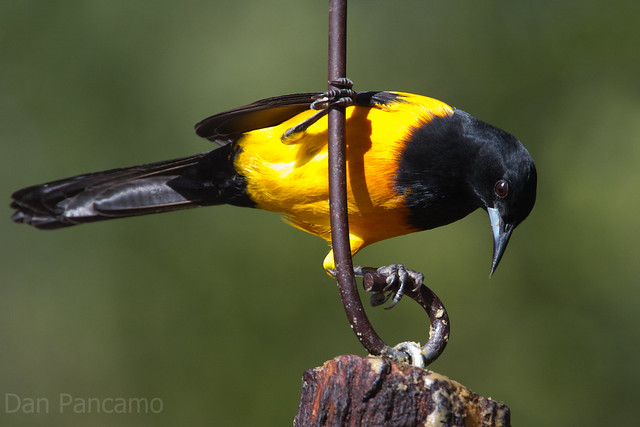Image of Black-vented Oriole