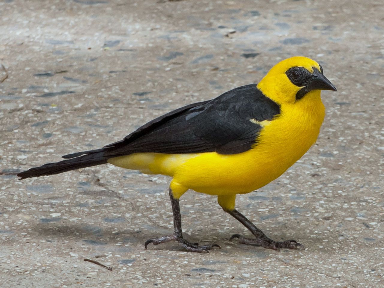 Image of Oriole Blackbird