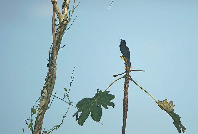 Image of Pale-eyed Blackbird