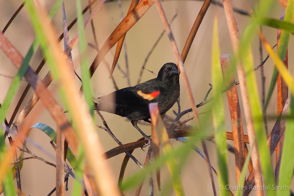 Image of Red-shouldered Blackbird