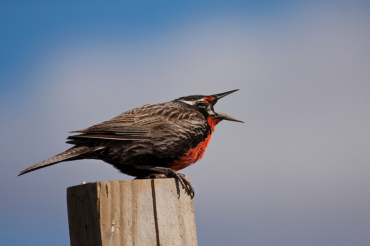 Image of Long-tailed Meadowlark