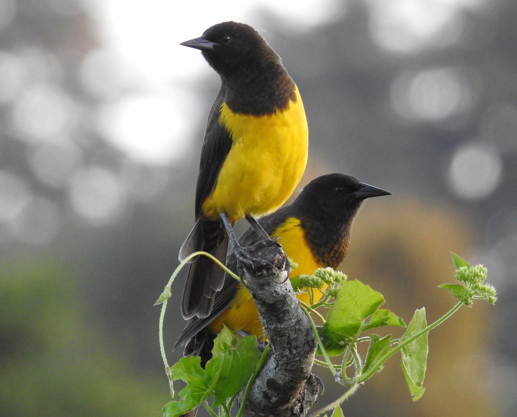 Image of Yellow-rumped Marshbird