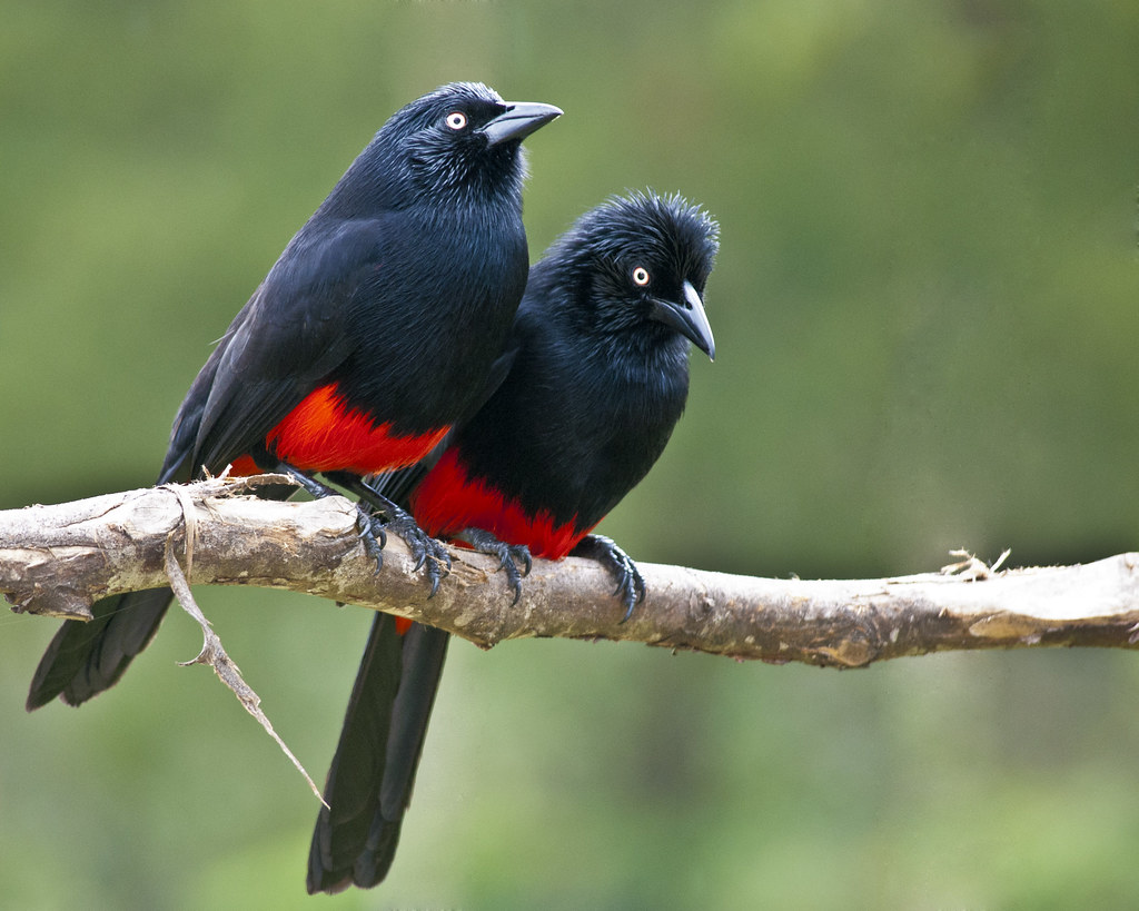 Image of Red-bellied Grackle