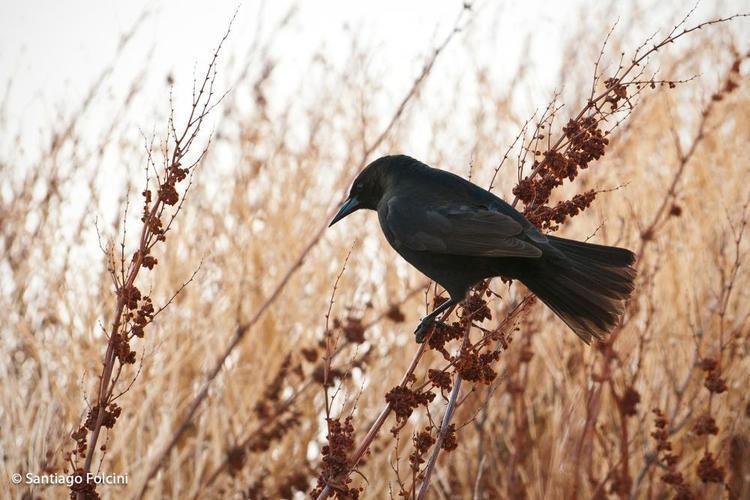 Image of Austral Blackbird