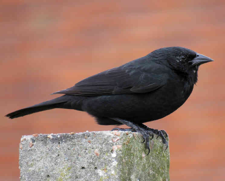 Image of Chopi Blackbird
