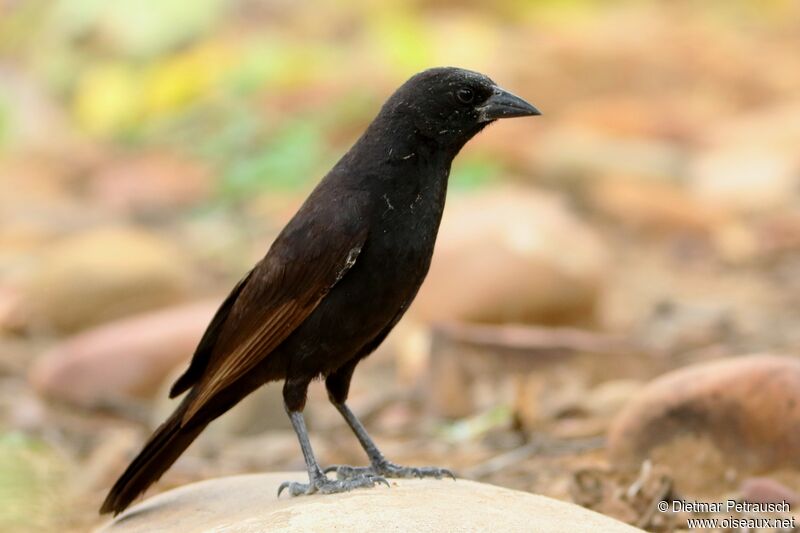 Image of Bolivian Blackbird