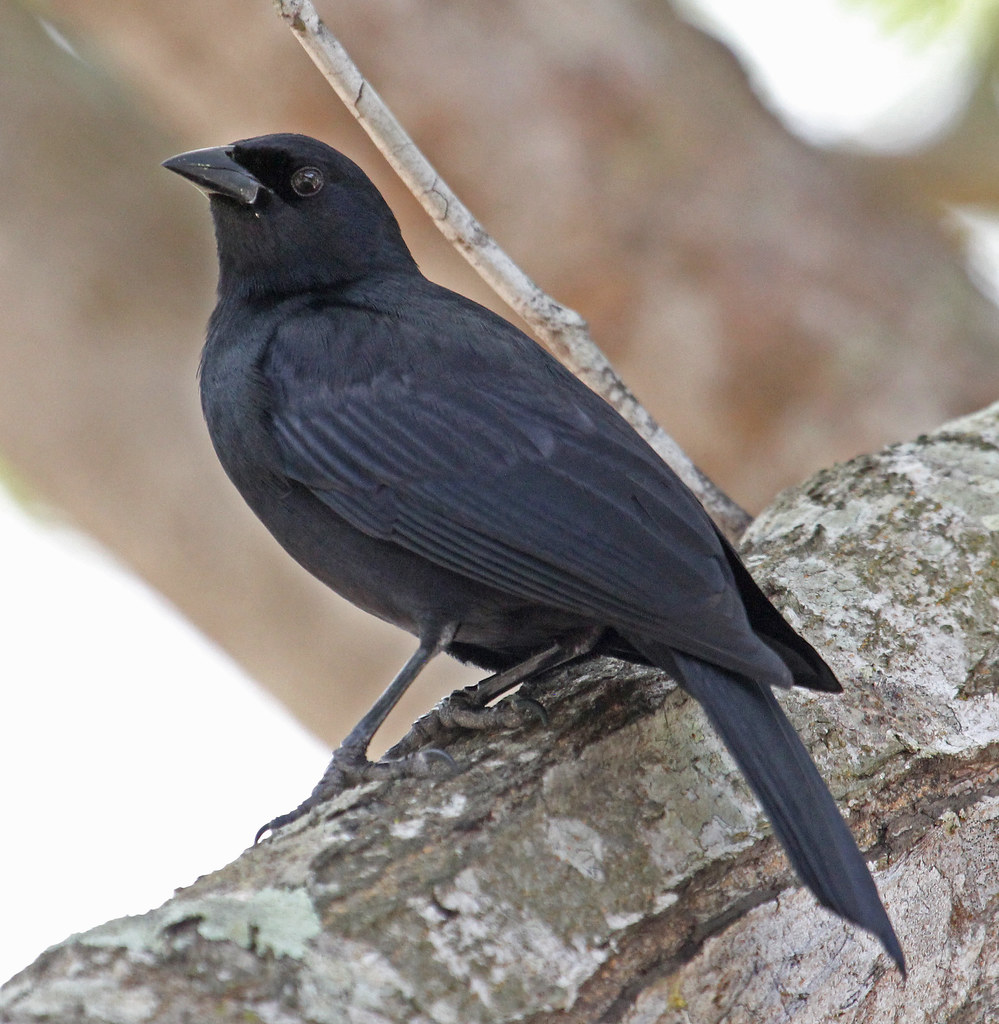 Image of Cuban Blackbird