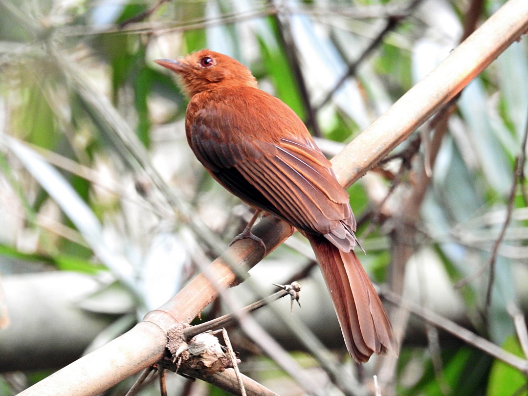 Image of Rufous Twistwing