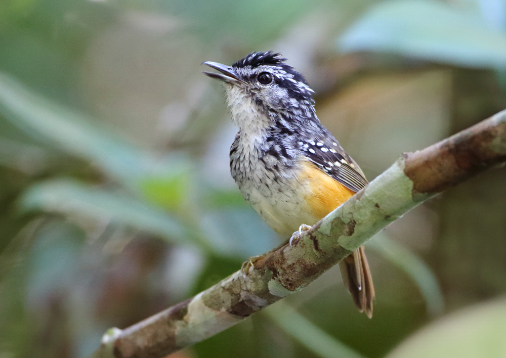Image of Peruvian Antwarbler