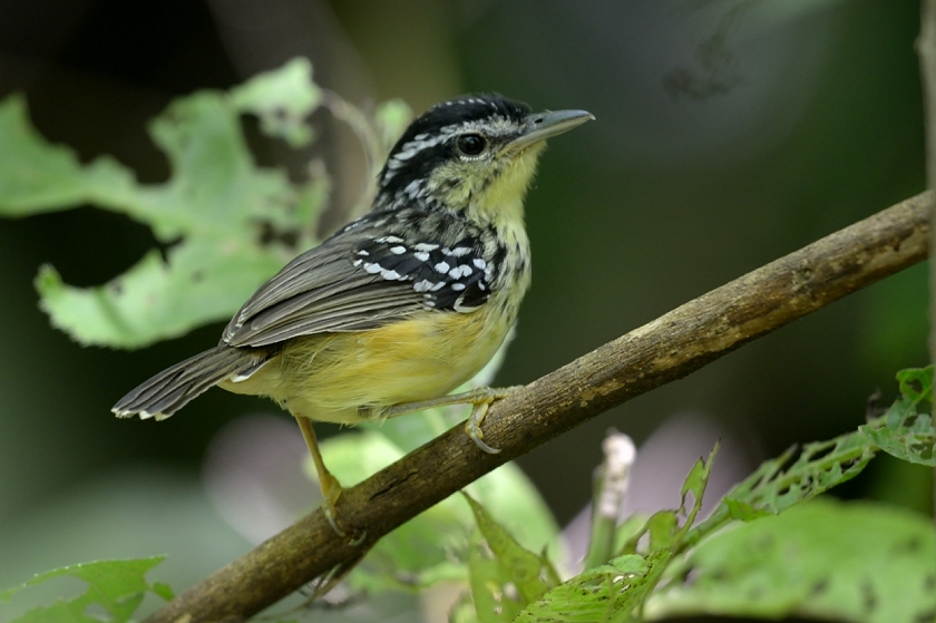 Image of Yellow-breasted Antwarbler