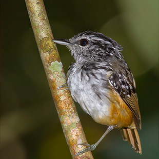 Image of Rondonia Antwarbler