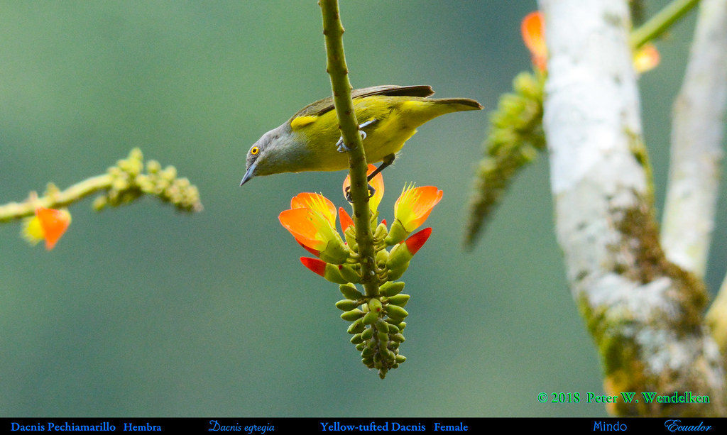 Image of Yellow-tufted Dacnis