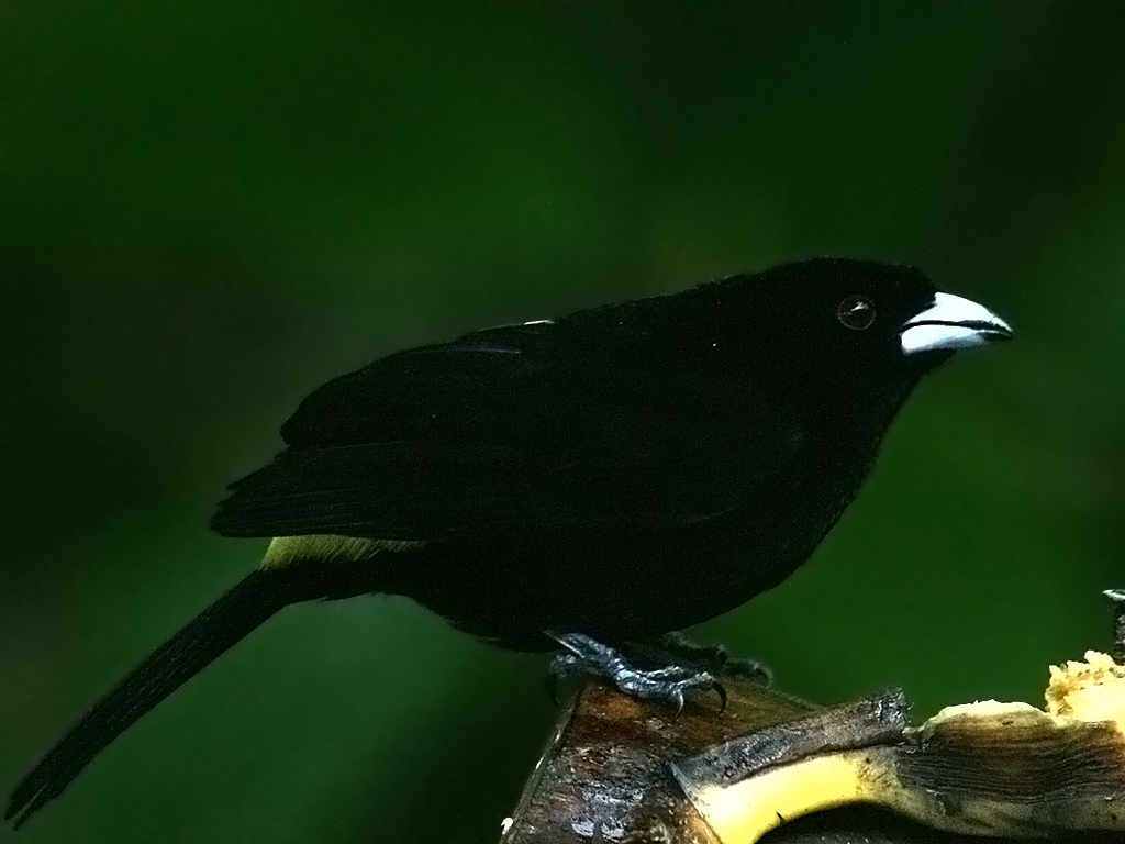 Image of Lemon-rumped Tanager