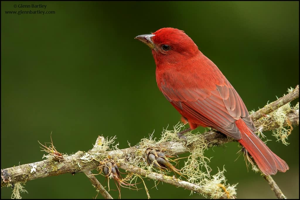 Image of Hepatic Tanager