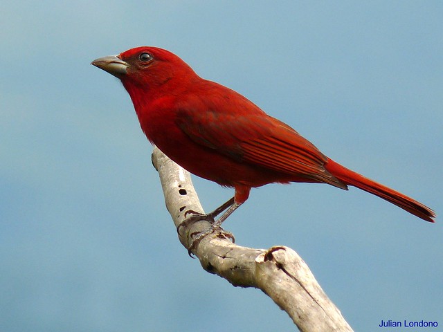 Image of Highland Hepatic-Tanager
