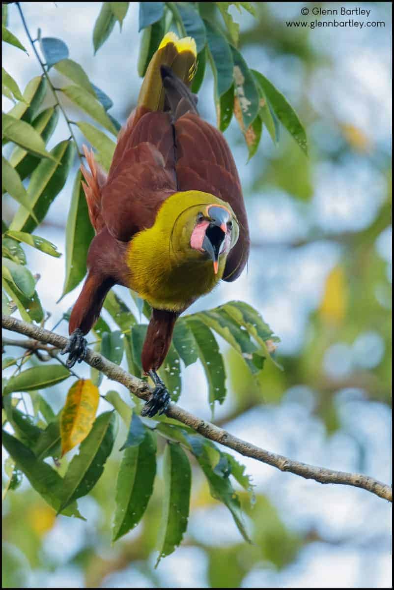 Image of Amazonian Oropendola