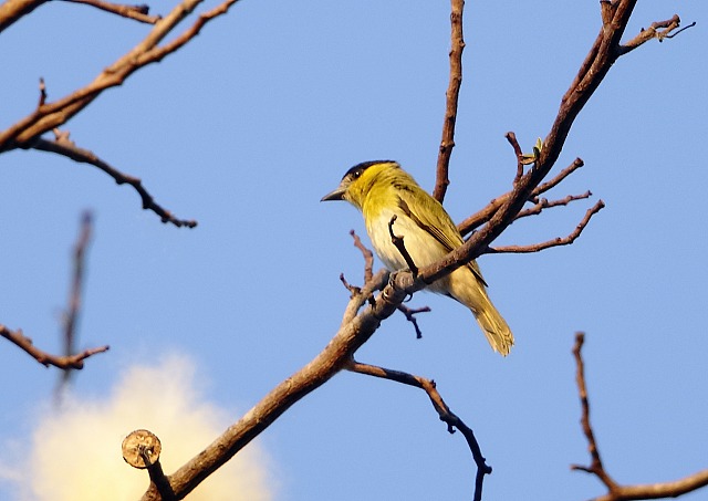 Image of Yellow-cheeked Becard