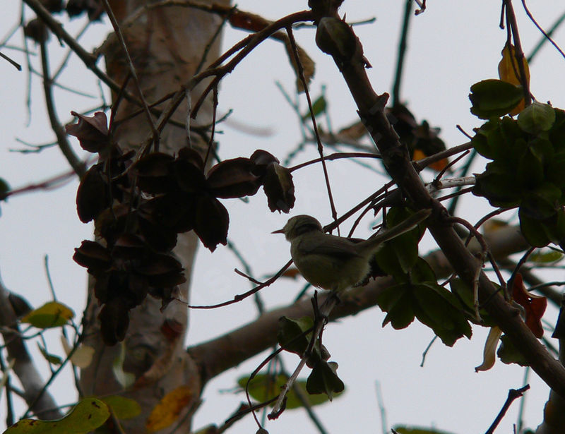 Image of Saipan Reed-Warbler
