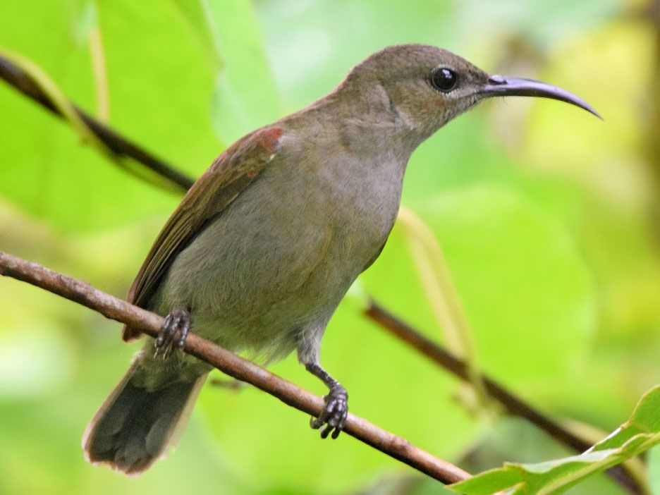 Image of Sahyadri Sunbird