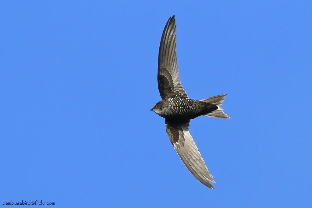 Image of Cook's Swift