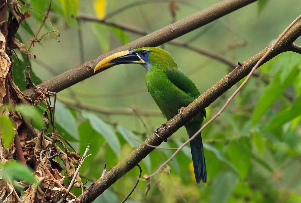 Image of Yellow-billed Toucanet