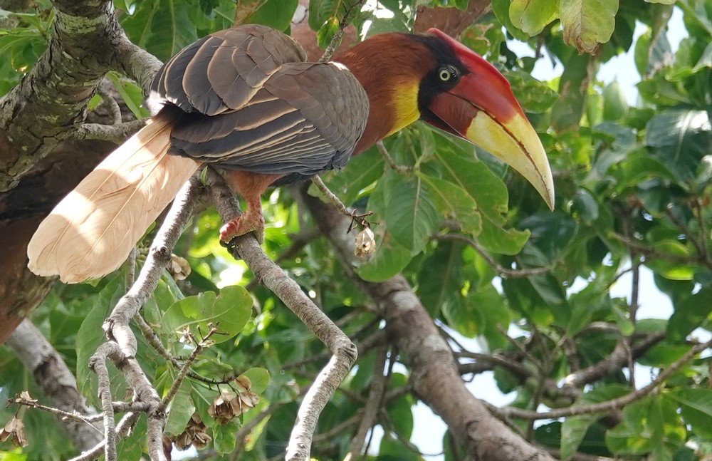 Image of Southern Rufous Hornbill