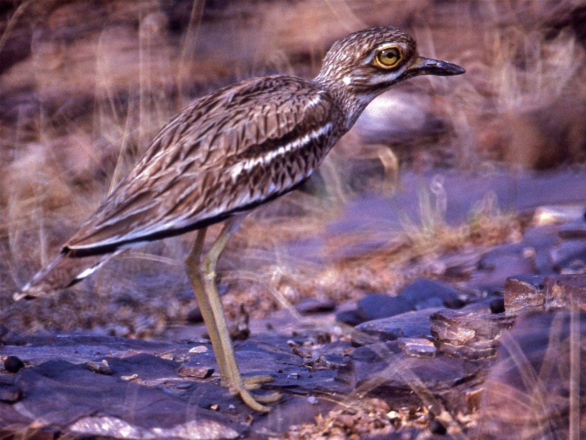 Image of Indian Thick-knee