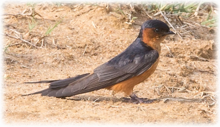 Image of Sri Lanka Swallow