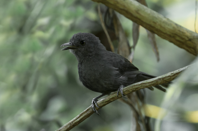 Image of Riparian Antbird
