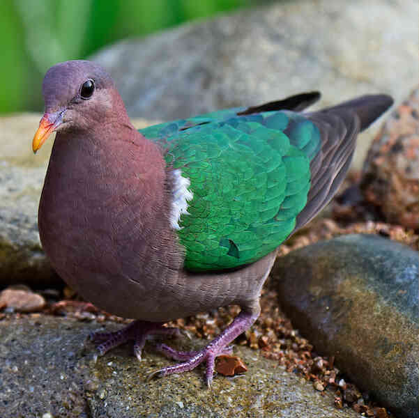 Image of Brown-capped Emerald Dove