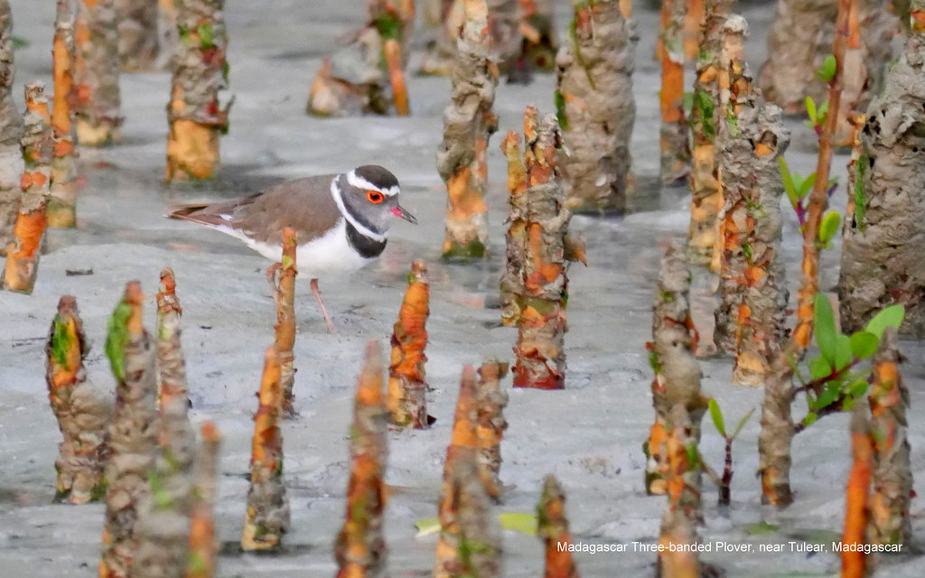 Image of Madagascar Three-banded Plover