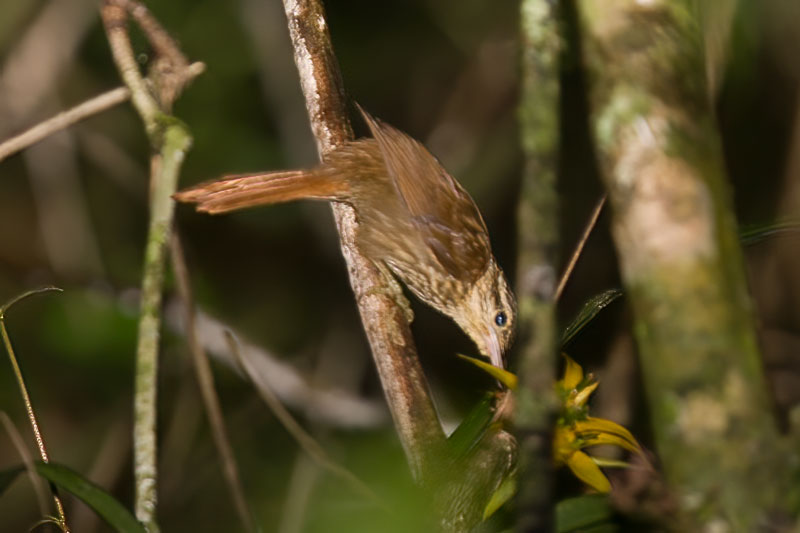 Image of Small Pale-browed Treehunter