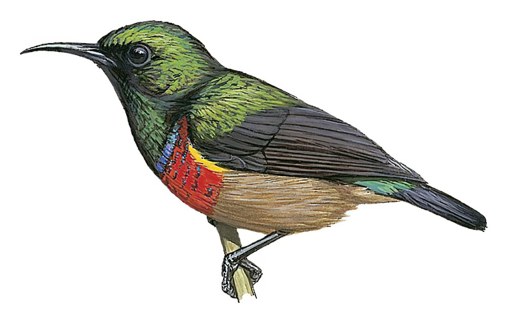 Image of Western Miombo Sunbird