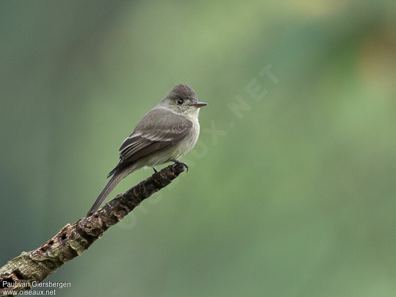 Image of Northern Tropical Pewee