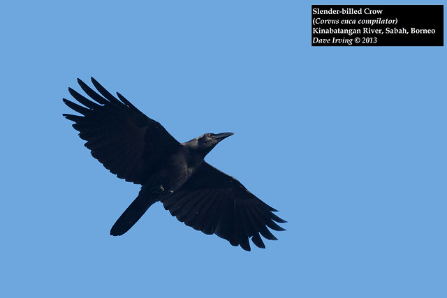 Image of Violet Crow