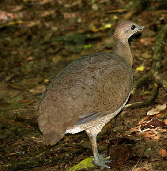 Image of Colombian Tinamou