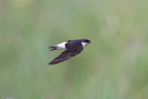 Image of Eastern House Martin