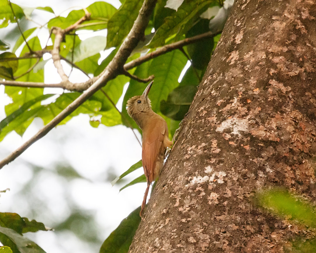 Image of Concolor Woodcreeper