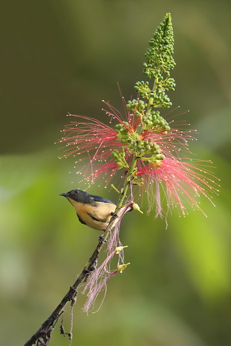 Image of Sumatran Flowerpecker