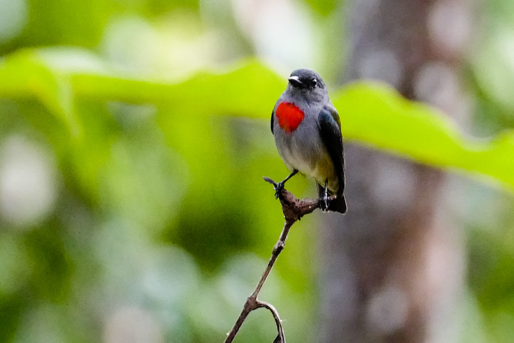 Image of Halmahera Flowerpecker