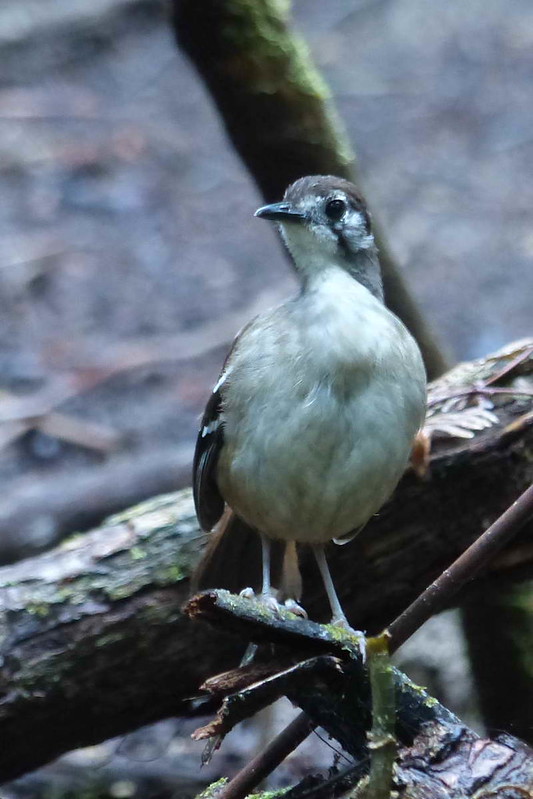 Image of Papuan Scrub-Robin