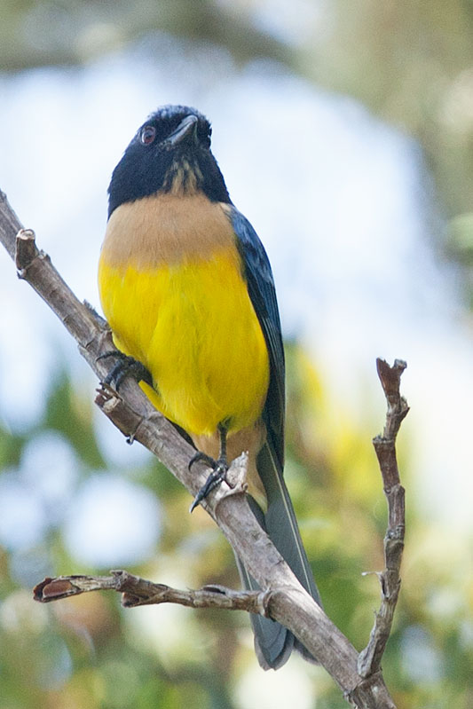 Image of Carriker's Mountain-tanager