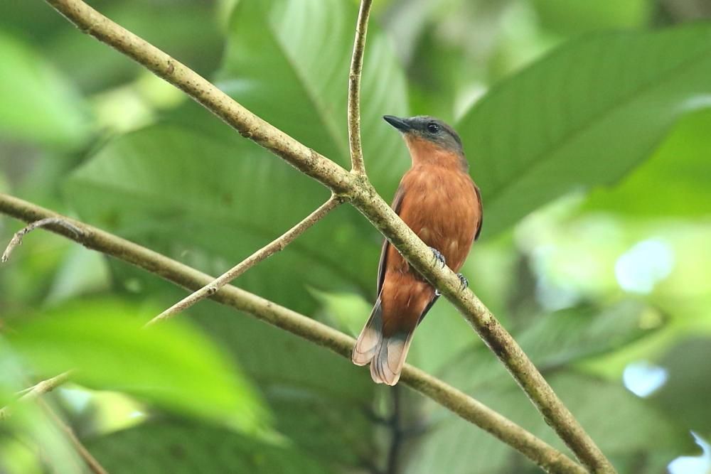 Image of Pohnpei Cicadabird